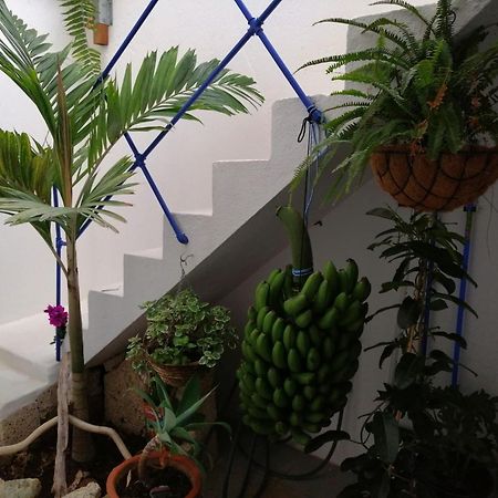 La Haciendita De La Casita Azul Puerto de la Cruz  Ngoại thất bức ảnh