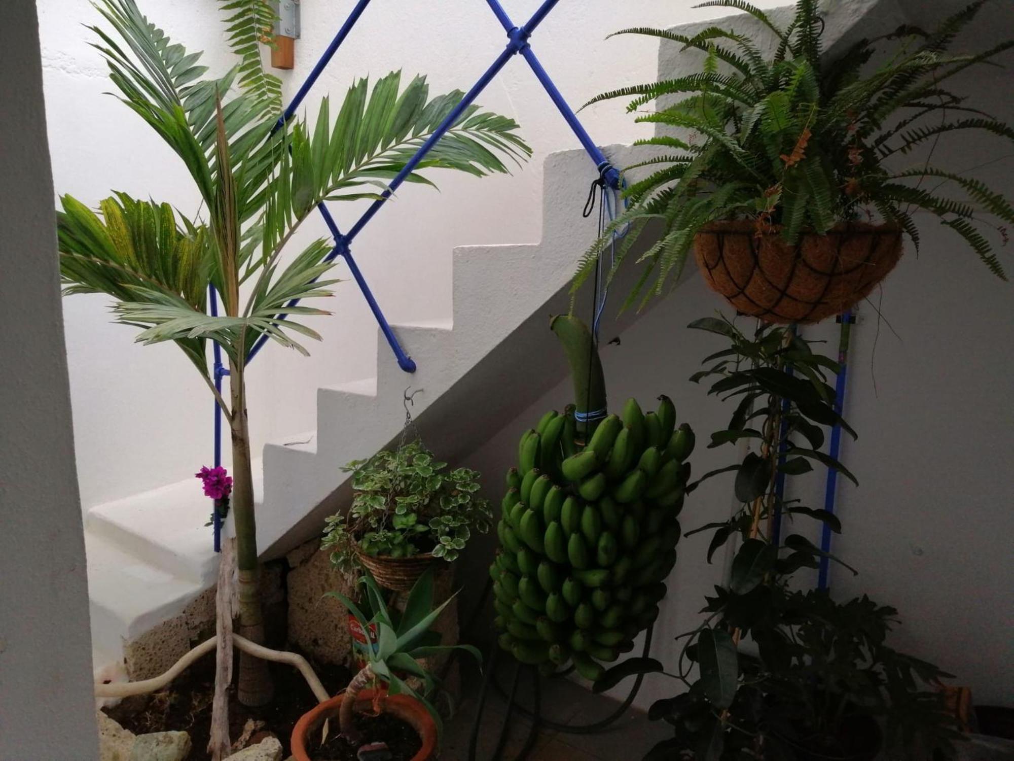 La Haciendita De La Casita Azul Puerto de la Cruz  Ngoại thất bức ảnh